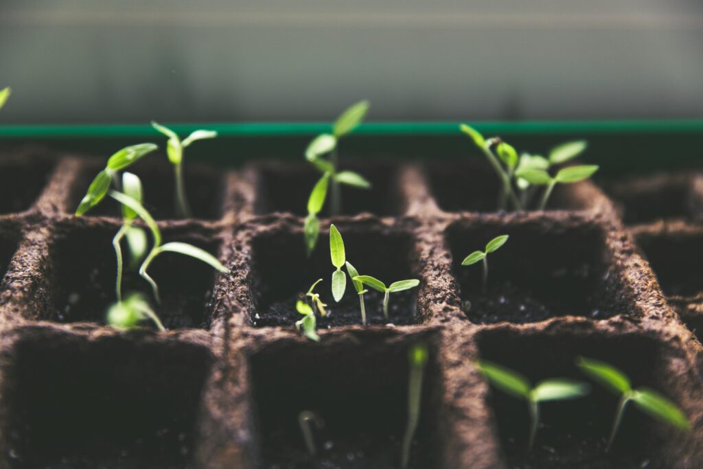 pexels photo 113335 113335 Close-up of green sprouts emerging from soil in seed trays, symbolizing growth and vitality.